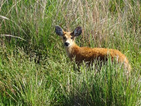 ARGENTINA: LOS ESTEROS DE IBERÁ ARGENTINA: LOS ESTEROS DE IBERÁ