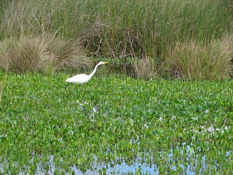 ARGENTINA: LOS ESTEROS DE IBERÁ ARGENTINA: LOS ESTEROS DE IBERÁ