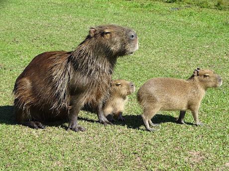 ARGENTINA: LOS ESTEROS DE IBERÁ ARGENTINA: LOS ESTEROS DE IBERÁ