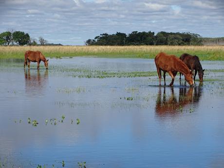 ARGENTINA: LOS ESTEROS DE IBERÁ ARGENTINA: LOS ESTEROS DE IBERÁ