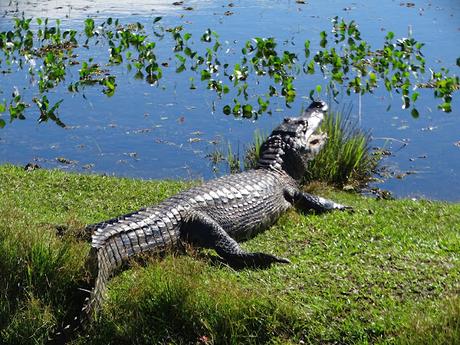 ARGENTINA: LOS ESTEROS DE IBERÁ ARGENTINA: LOS ESTEROS DE IBERÁ