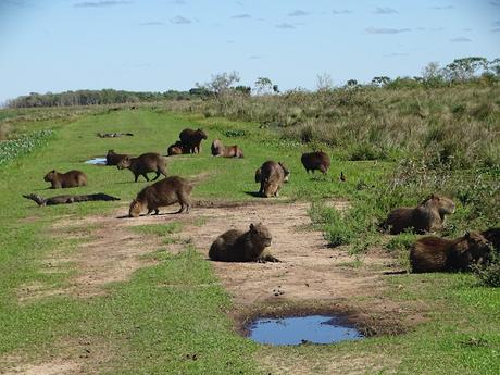 ARGENTINA: LOS ESTEROS DE IBERÁ ARGENTINA: LOS ESTEROS DE IBERÁ