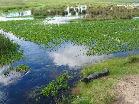 ARGENTINA: LOS ESTEROS DE IBERÁ ARGENTINA: LOS ESTEROS DE IBERÁ