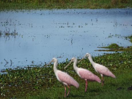 ARGENTINA: LOS ESTEROS DE IBERÁ ARGENTINA: LOS ESTEROS DE IBERÁ