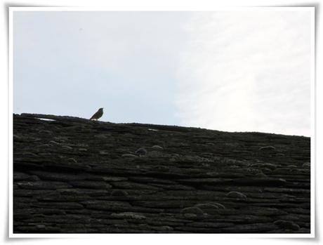 Edén en Escalarre Edén en Escalarre