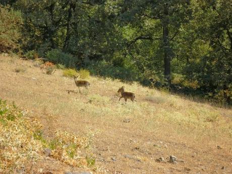 Montañas de Capileira | Sierra Nevada