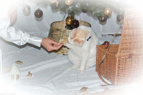 A DECORAR EL ARBOL´22