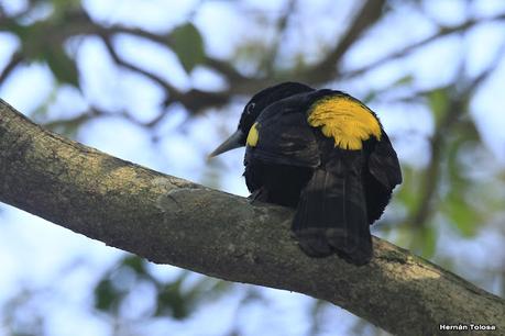 Boyero ala amarilla (Cacicus chrysopterus)