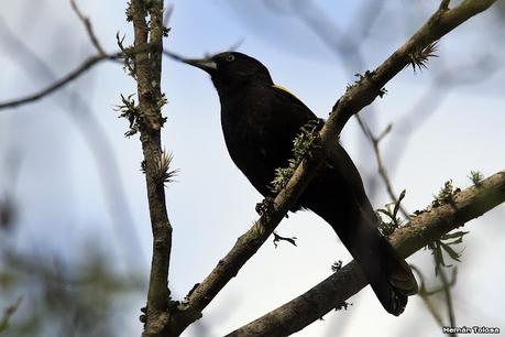 Boyero ala amarilla (Cacicus chrysopterus)
