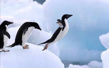 Los pingüinos vuelan.