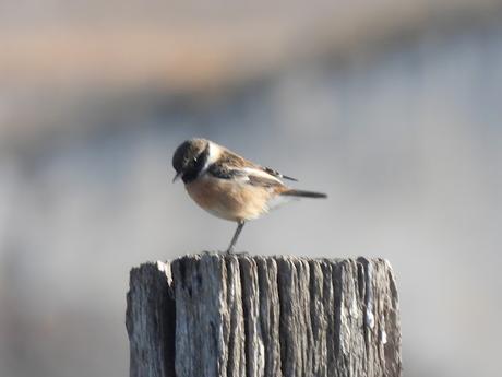 Tarabilla europea macho y hembra