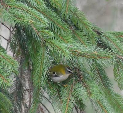 Unos reyezuelos listados por el parque Unos reyezuelos listados por el parque