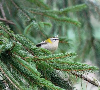 Unos reyezuelos listados por el parque Unos reyezuelos listados por el parque