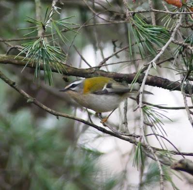 Unos reyezuelos listados por el parque Unos reyezuelos listados por el parque
