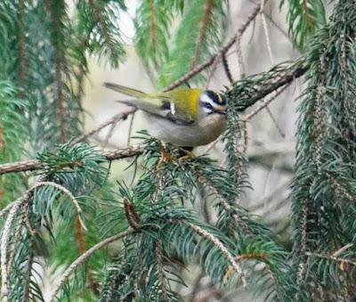 Unos reyezuelos listados por el parque Unos reyezuelos listados por el parque