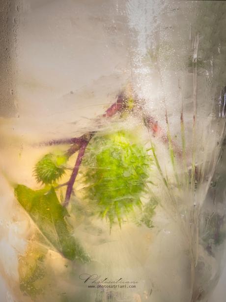 Il Venerdí di Photosatriani N. 399