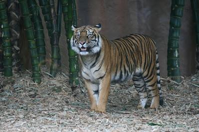 Los últimos tigres de Sumatra