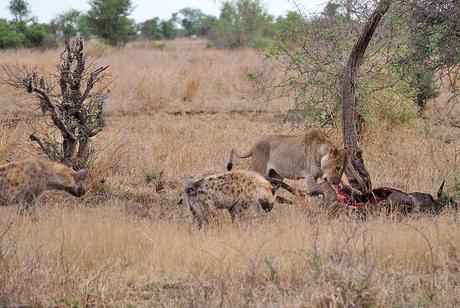 Viajar a Sudáfrica para hacer un safari y ver a una leona defendiendo a su presa de dos hienas como en la foto