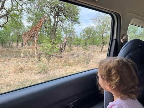 Niña viendo una jirafa desde el coche en un safari por Kruger , el parque imprescindible si vas a viajar a Sudáfrica