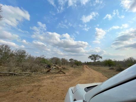 Pista de tierra en el Parque Nacional de Kruger, un lugar imprescindible si vas a viajar a Sudáfrica