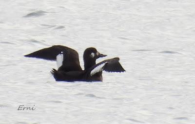 CÉSAR QUIERE DECIROS ALGO: