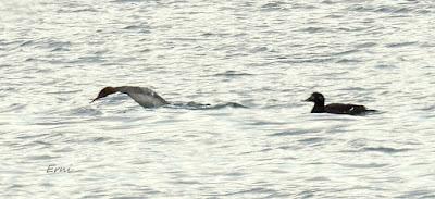 CÉSAR QUIERE DECIROS ALGO: