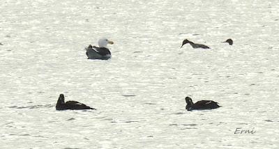 CÉSAR QUIERE DECIROS ALGO:
