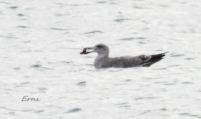 CÉSAR QUIERE DECIROS ALGO: