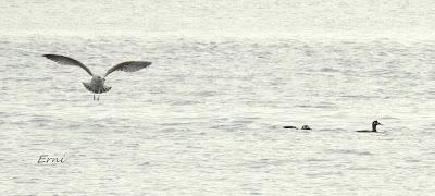 CÉSAR QUIERE DECIROS ALGO: