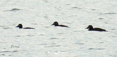 CÉSAR QUIERE DECIROS ALGO: