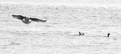 CÉSAR QUIERE DECIROS ALGO: