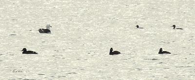 CÉSAR QUIERE DECIROS ALGO: