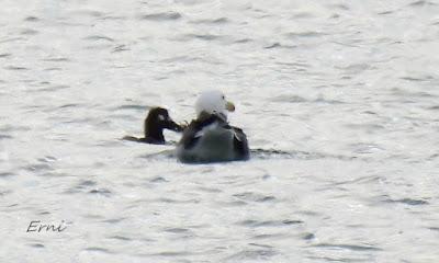 CÉSAR QUIERE DECIROS ALGO: