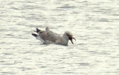 CÉSAR QUIERE DECIROS ALGO: