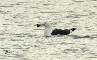 CÉSAR QUIERE DECIROS ALGO:
