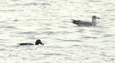 CÉSAR QUIERE DECIROS ALGO: