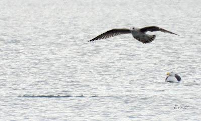 CÉSAR QUIERE DECIROS ALGO: