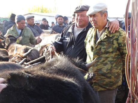 KIRGUISTÁN: EL MERCADO DE ANIMALES DE MALBAZAAR KIRGUISTÁN: EL MERCADO DE ANIMALES DE MALBAZAAR