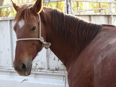 KIRGUISTÁN: EL MERCADO DE ANIMALES DE MALBAZAAR