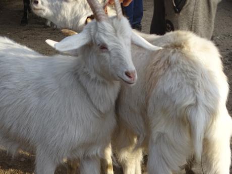 KIRGUISTÁN: EL MERCADO DE ANIMALES DE MALBAZAAR KIRGUISTÁN: EL MERCADO DE ANIMALES DE MALBAZAAR