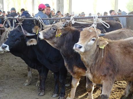 KIRGUISTÁN: EL MERCADO DE ANIMALES DE MALBAZAAR KIRGUISTÁN: EL MERCADO DE ANIMALES DE MALBAZAAR