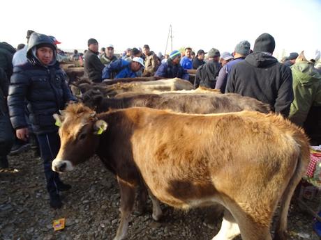 KIRGUISTÁN: EL MERCADO DE ANIMALES DE MALBAZAAR KIRGUISTÁN: EL MERCADO DE ANIMALES DE MALBAZAAR