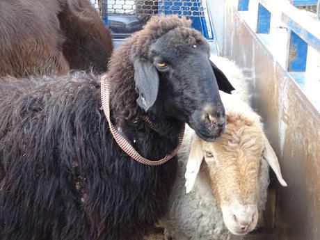 KIRGUISTÁN: EL MERCADO DE ANIMALES DE MALBAZAAR