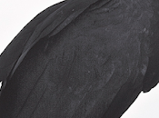 Mateo Miguel. Sandunga