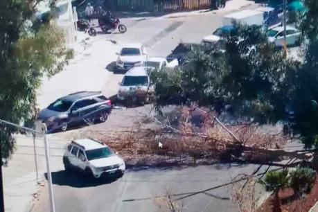 Caída de árboles provoca caos vial en la capital potosina