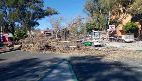 Caída de árboles provoca caos vial en la capital potosina