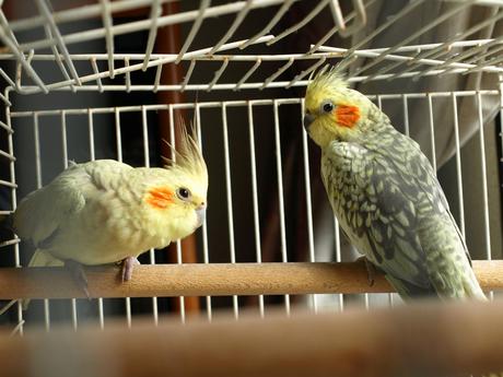 Pajarerías, lonjas de pescado, empresas de abastecimiento de agua o ‘compro oro’ en estos directorios