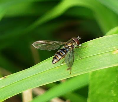 La mosca cernícalo, sírfido de invierno La mosca cernícalo, sírfido de invierno