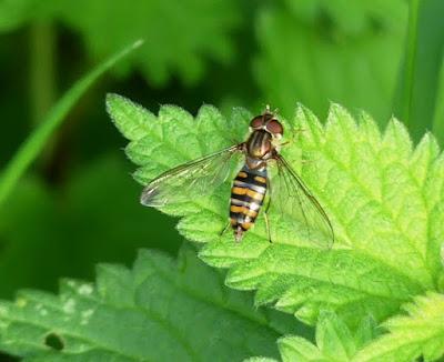 La mosca cernícalo, sírfido de invierno La mosca cernícalo, sírfido de invierno