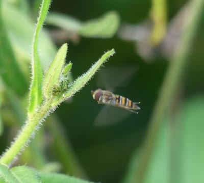 La mosca cernícalo, sírfido de invierno La mosca cernícalo, sírfido de invierno